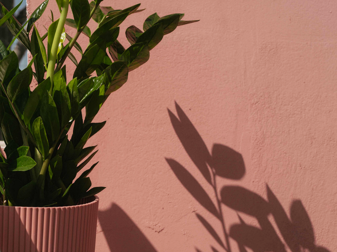 blime_peinture_plante_ombre